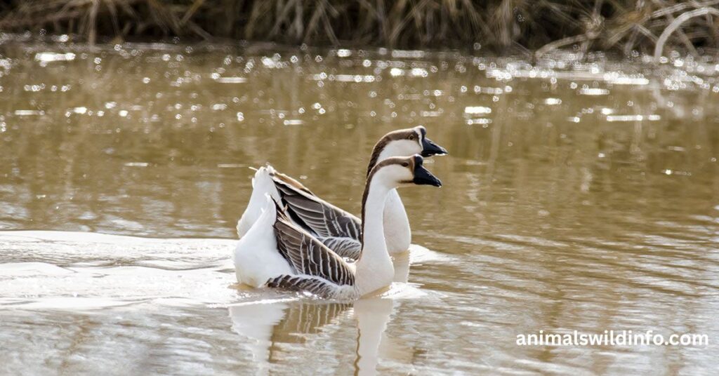 Geese