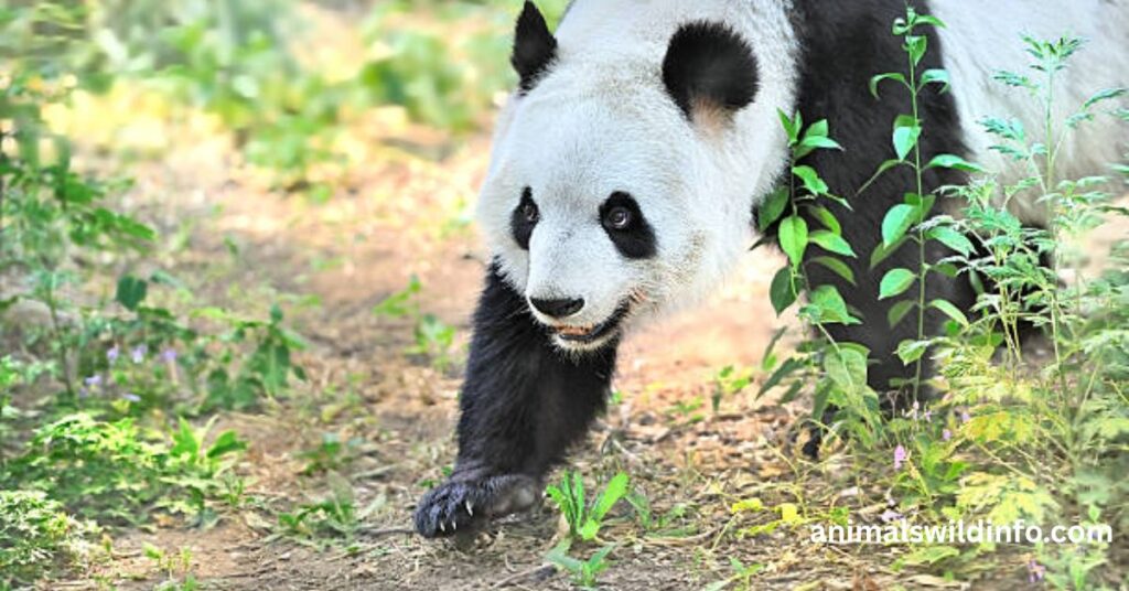 Giant Pandas