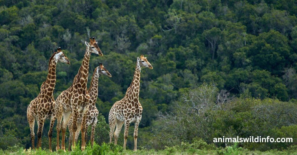 Giraffes
