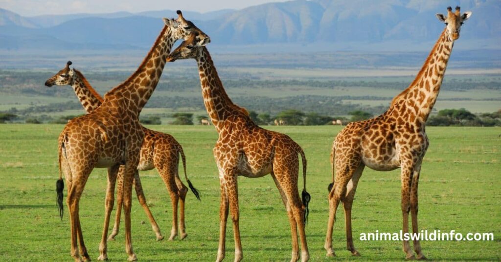 Giraffes