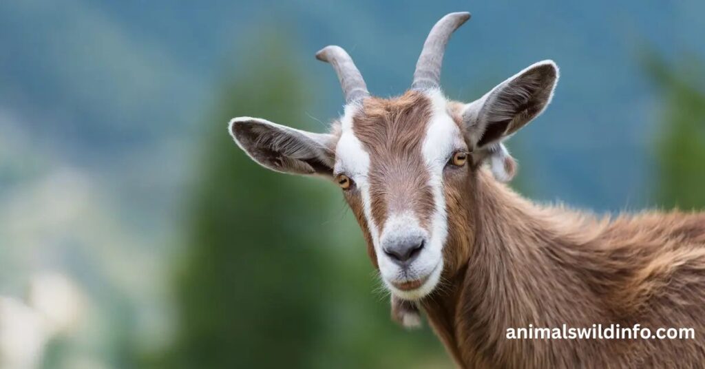 Goats