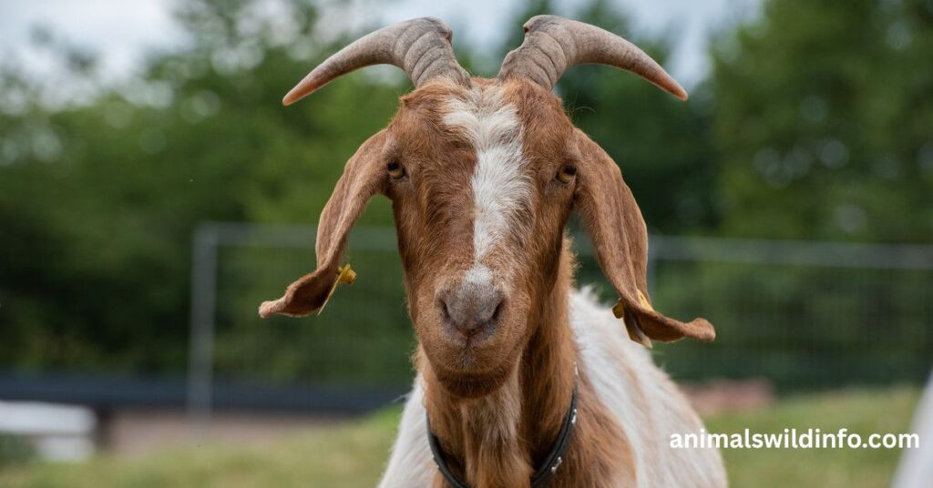 Goats