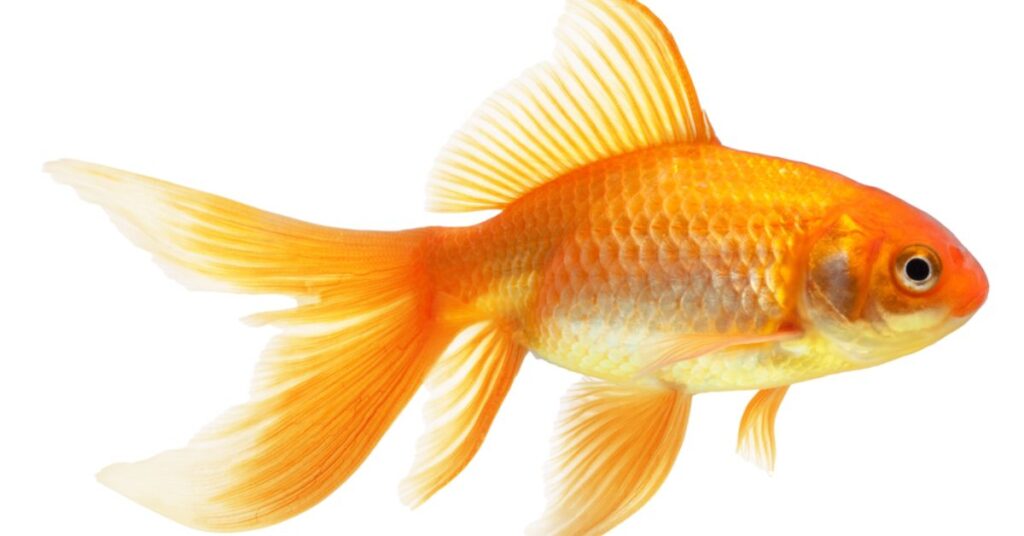 Goldfish