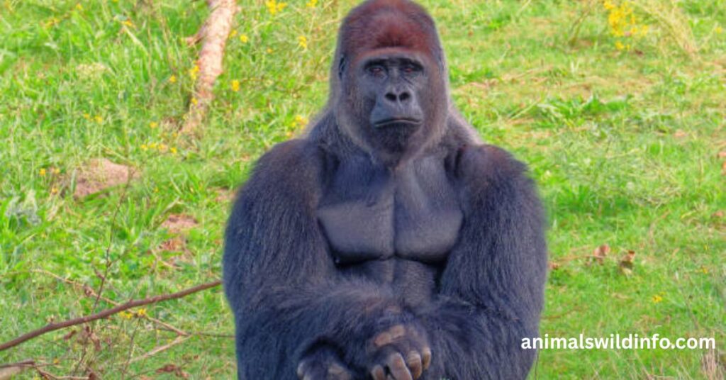 Gorilla