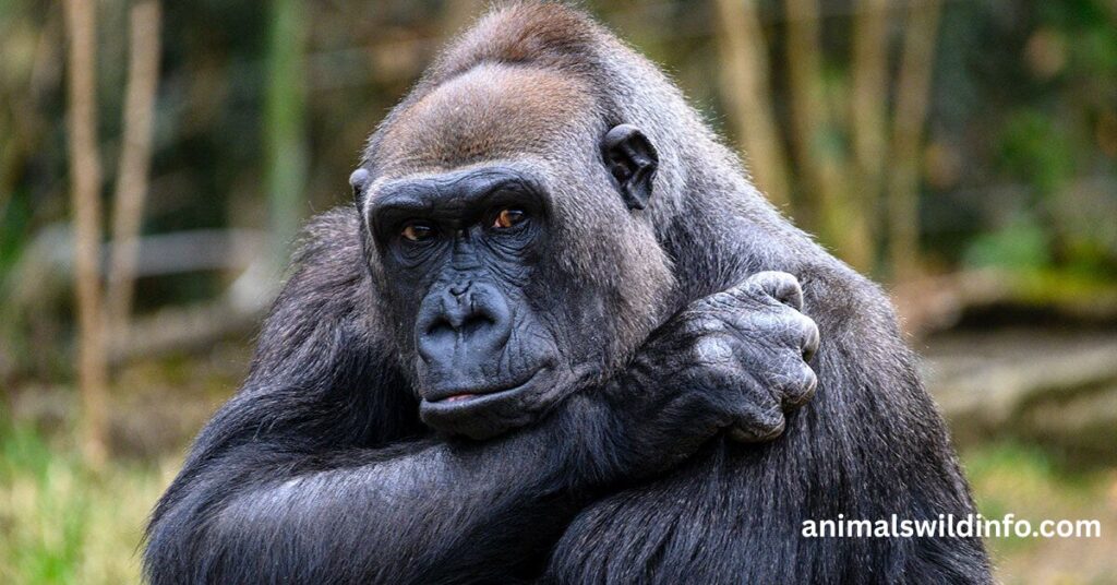 Gorilla – One of the Brainiest Great Apes