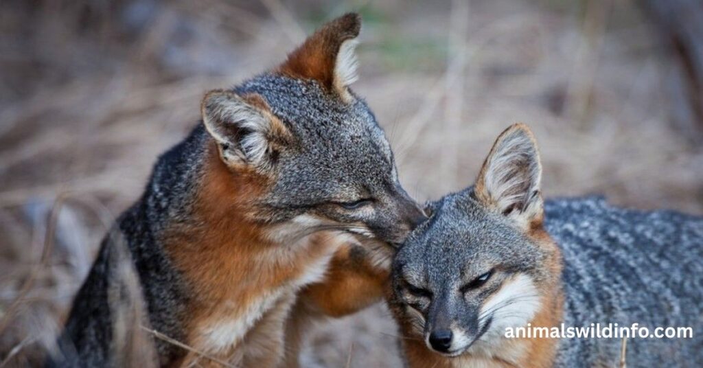 Gray Foxes Have Distinctive Vocalizations