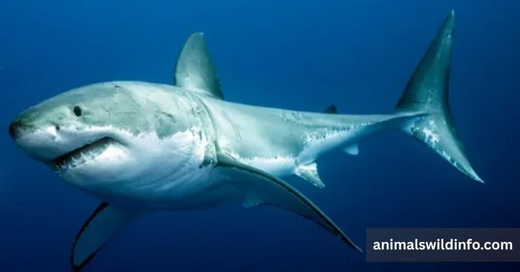 Great White Sharks