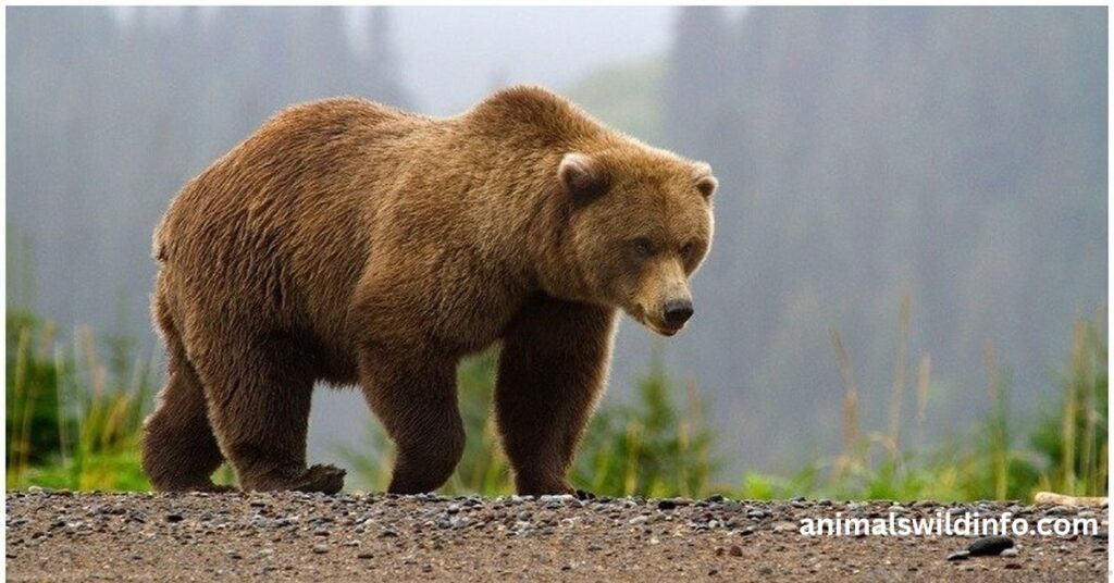 Grizzly Bear
