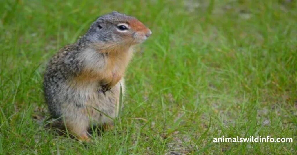 Ground Squirrels