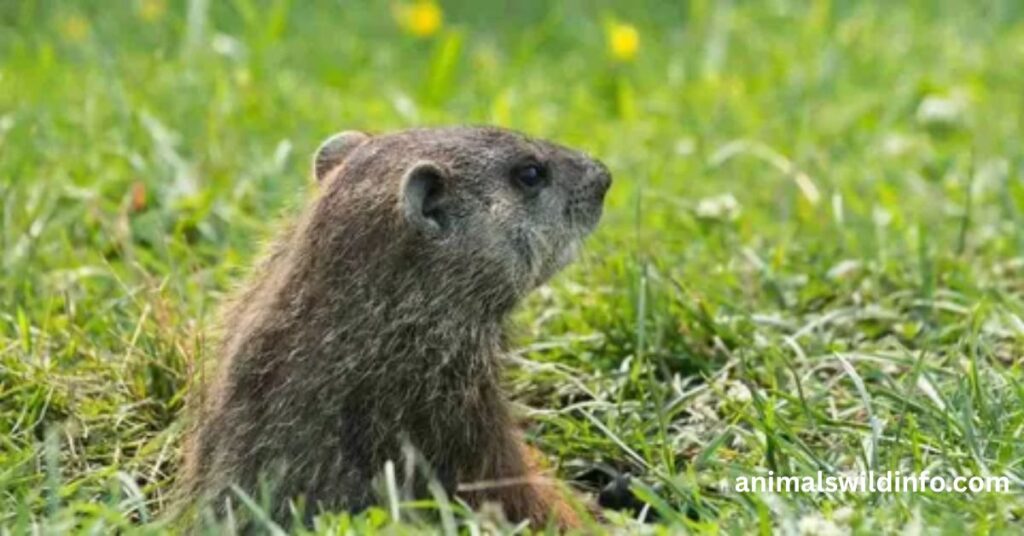 Groundhogs
