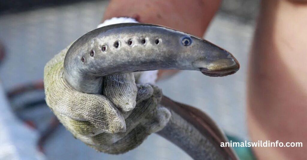 Hagfish