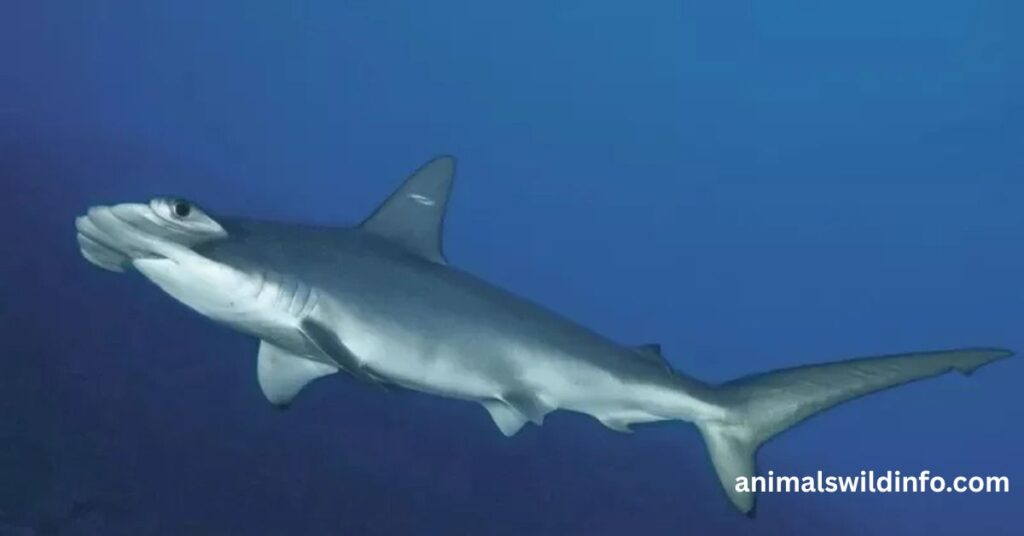 Hammerhead Sharks