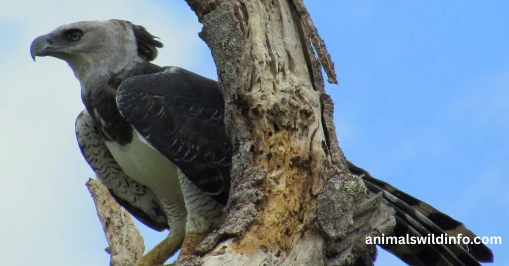Harpy Eagle