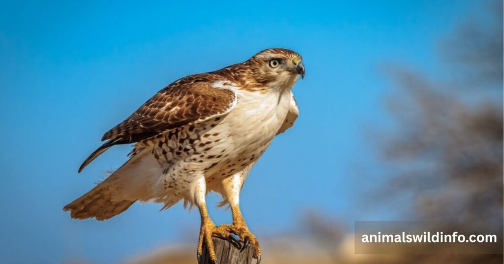 Hawks