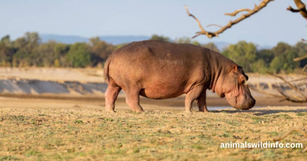 Hippopotamus