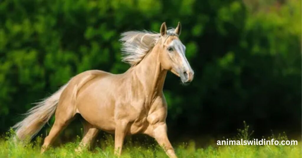 Horses