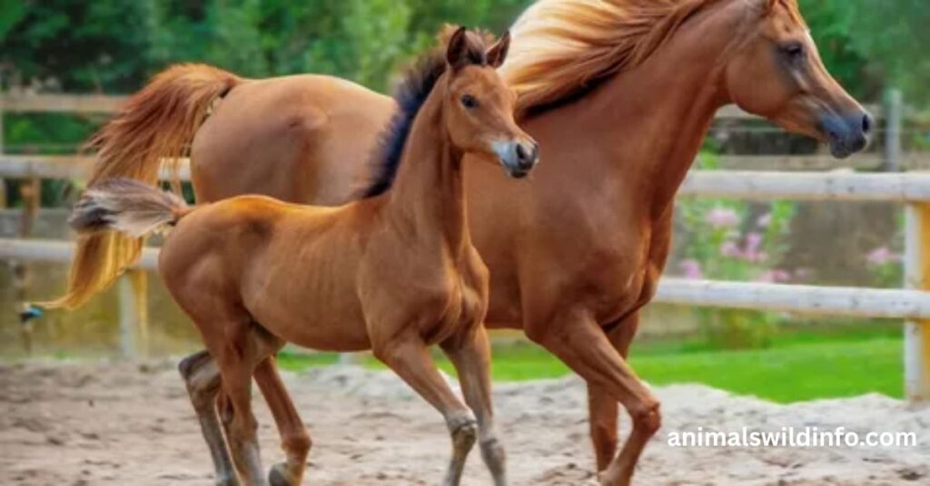 Horses
