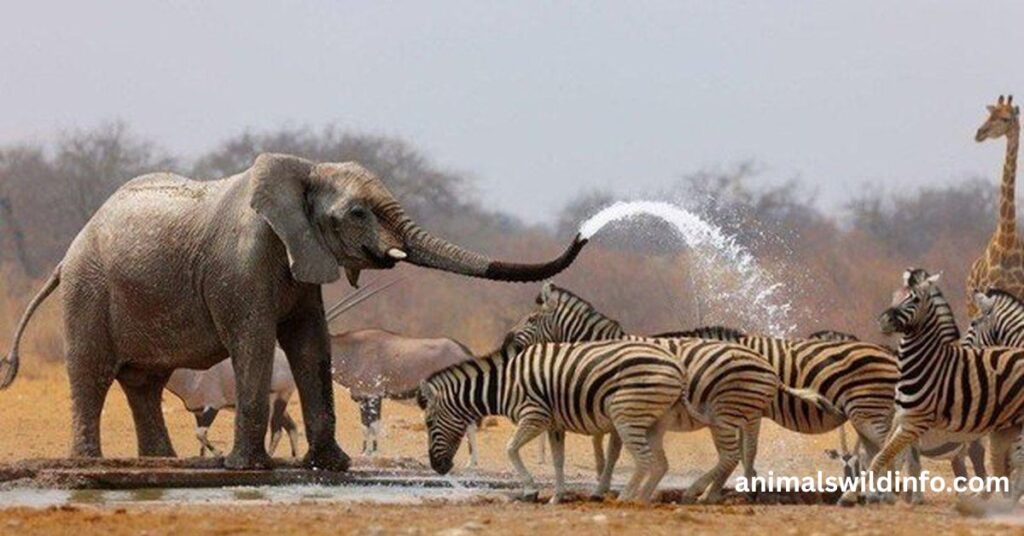 Humble Animals in the World