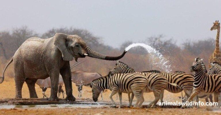 Humble Animals in the World