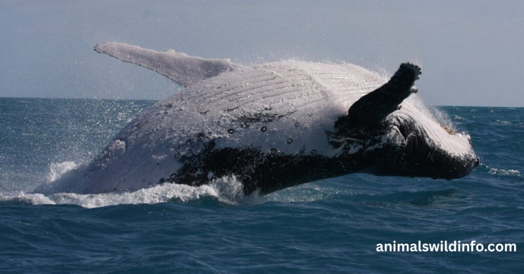 Humpback Whale
