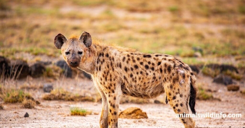 Hyenas