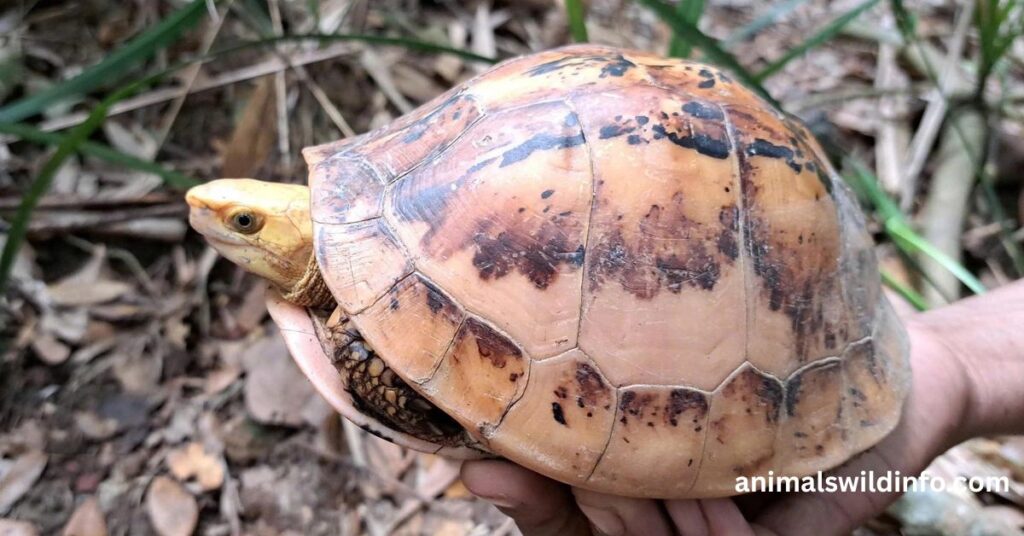 Indochinese Box Turtles