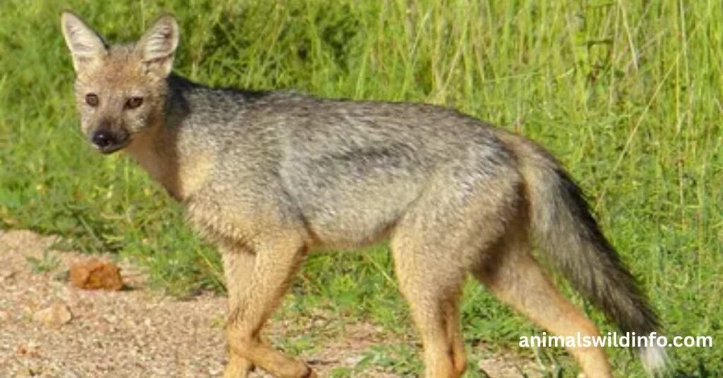 Jackals