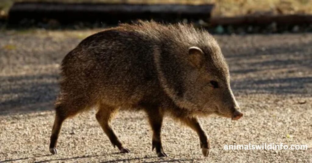 Javelinas (Peccaries)