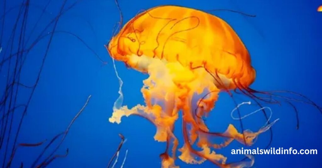 Jellyfish