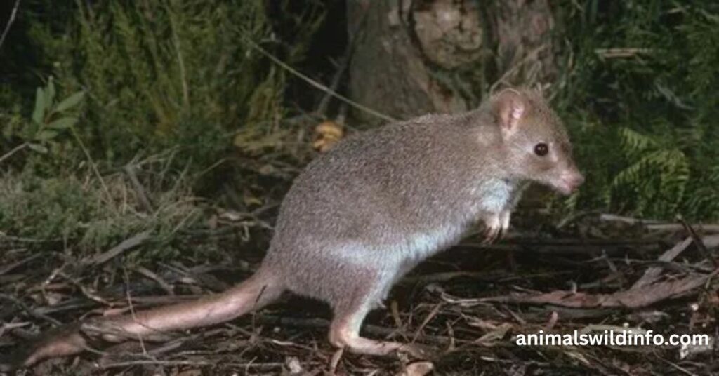 Kangaroo Rat