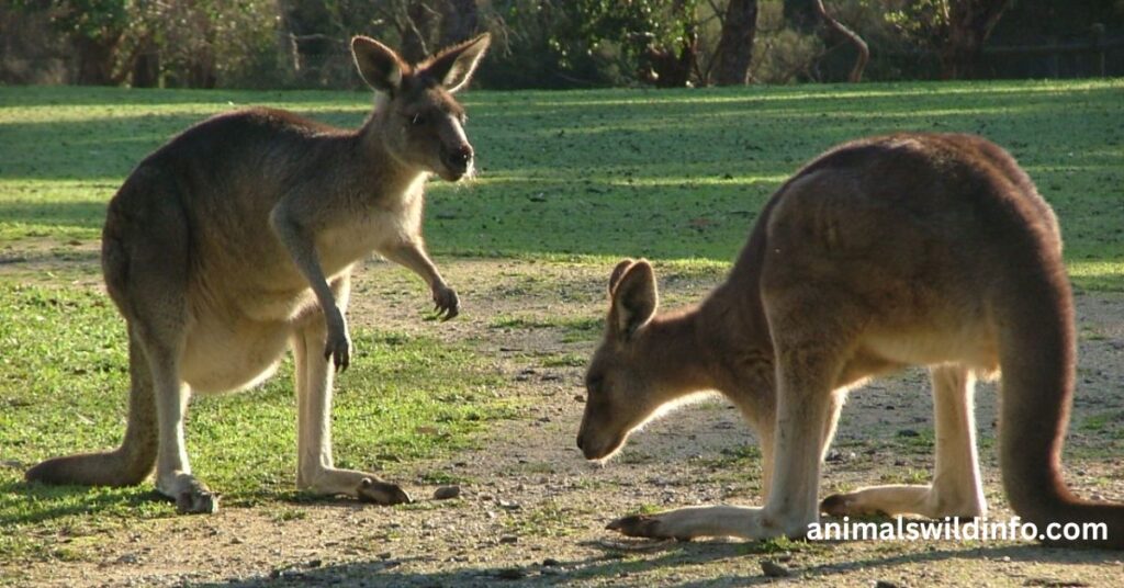 Kangaroo Social Intelligence and Group Behavior