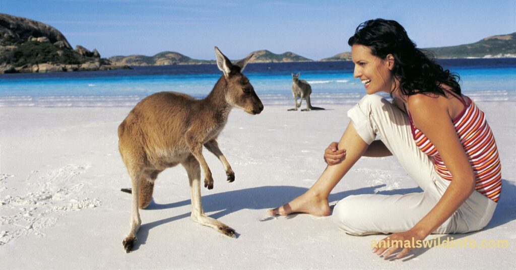 Kangaroos Can Communicate With Humans