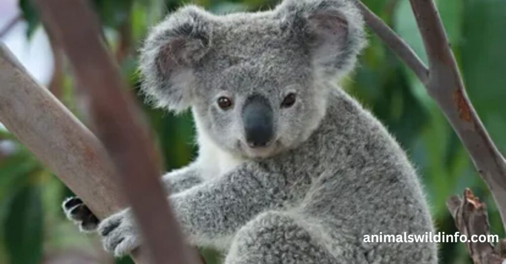 Koalas