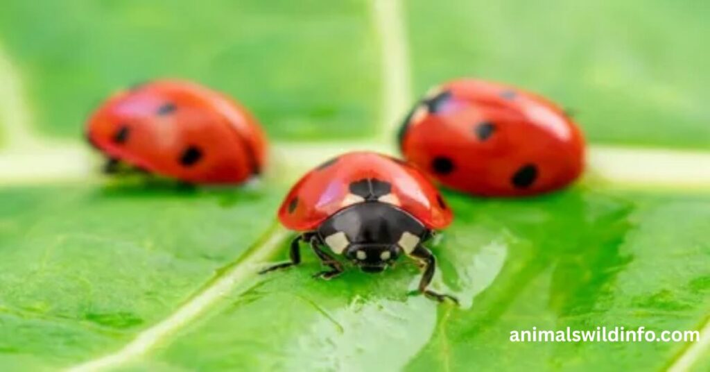 Ladybug