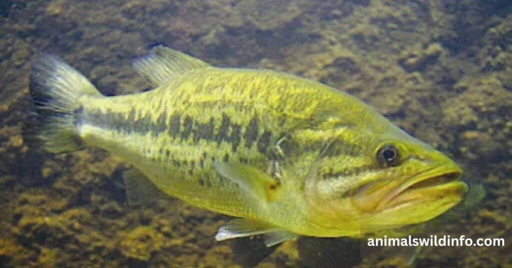 Largemouth Bass