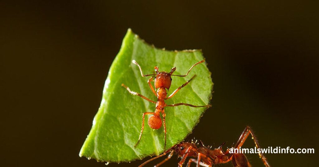 Leafcutter Ant