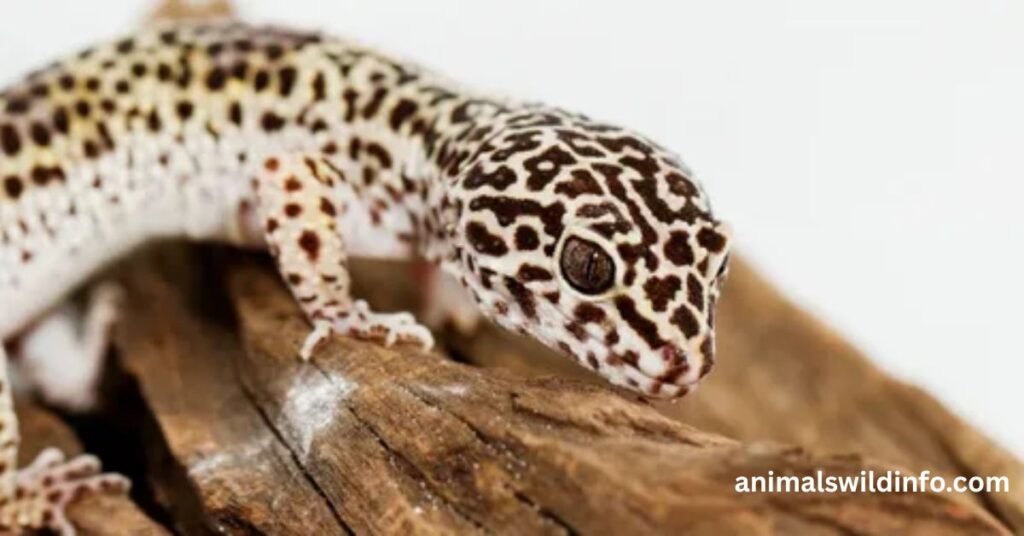 Leopard Gecko