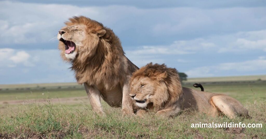 Lion