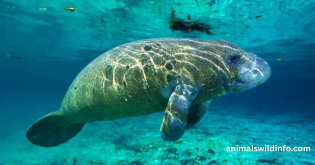 Manatees