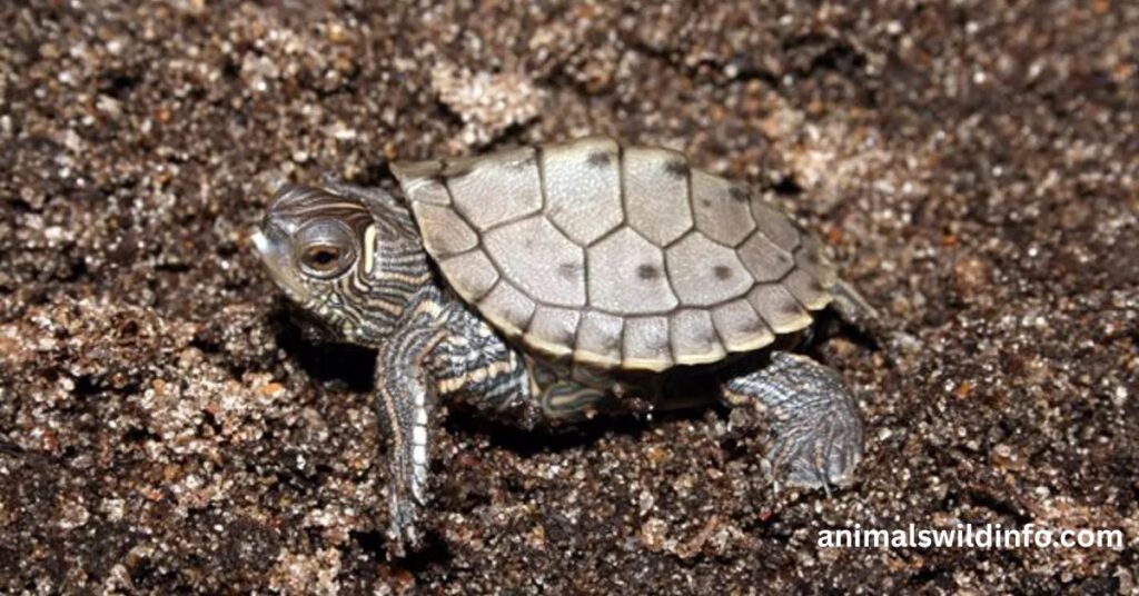 Map Turtles