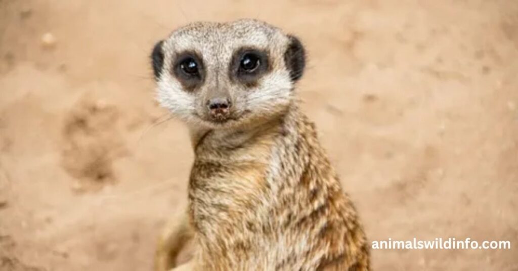 Meerkat