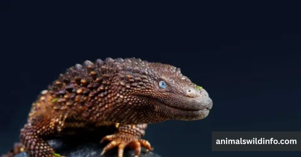 Monitor Lizards
