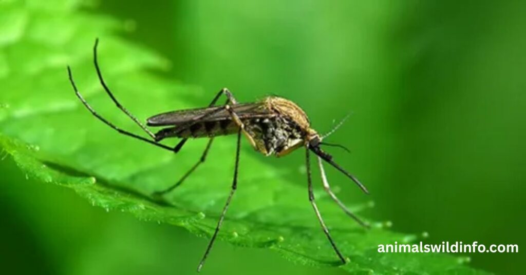 Mosquito