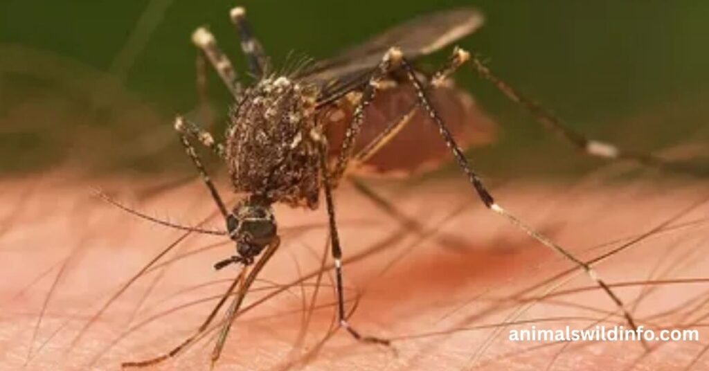 Mosquitoes