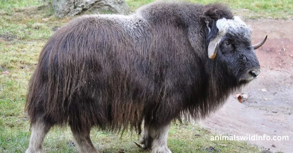 Musk Ox