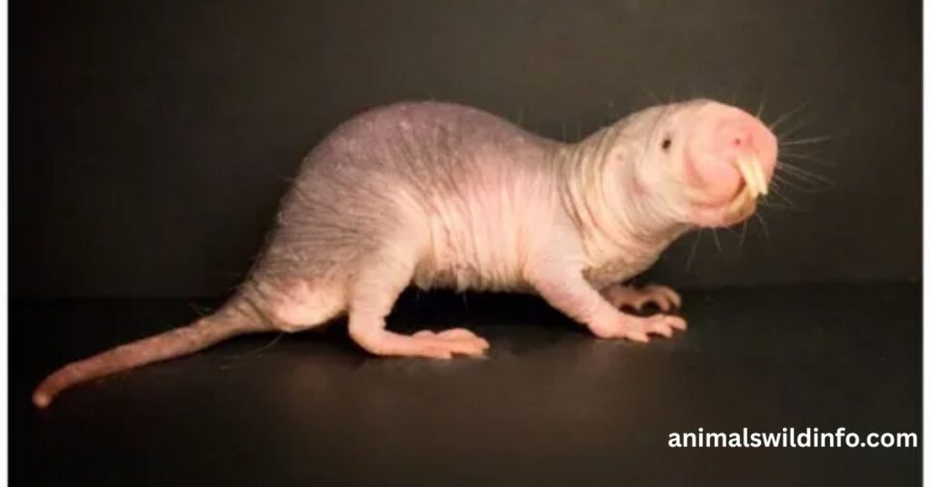 Naked Mole-Rats
