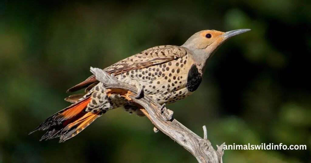 Northern Flicker