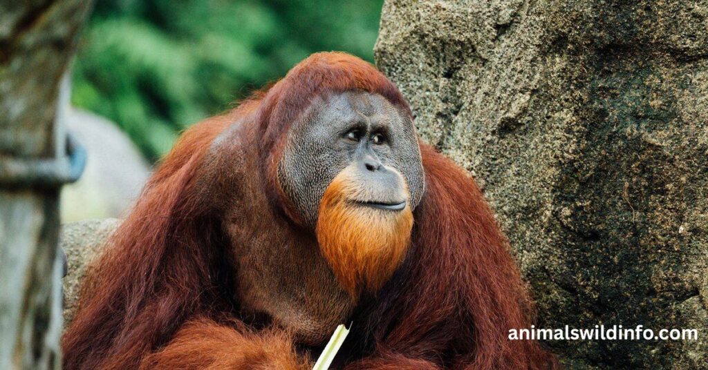 Orangutan – An Intelligent Great Ape