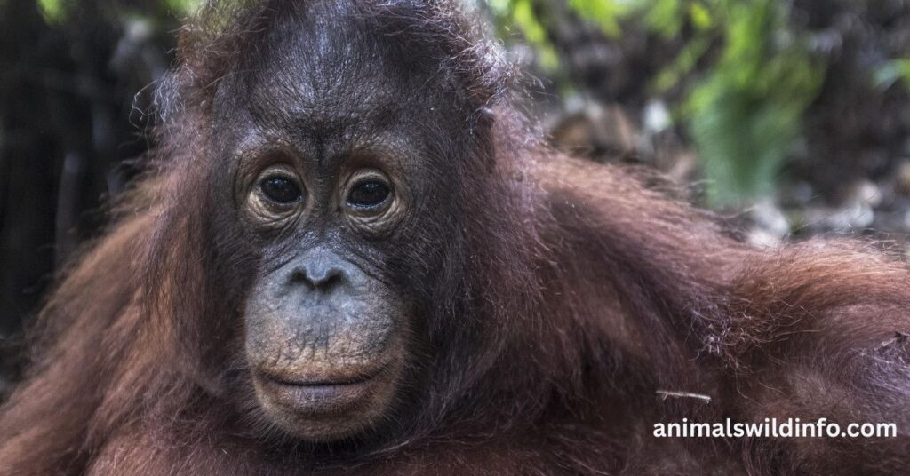 Orangutans