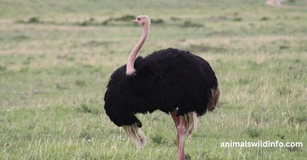 Ostrich